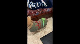 Parrot Hitches A Ride On Pooch's Back