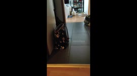 Boreas The Cat Plays Fetch