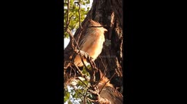 Anun branco muito bonito pássaro de origem brasileiro do estado do nordeste do Brasil
