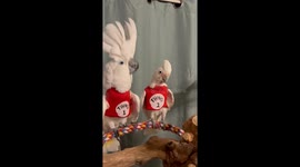 There Is No Costume That Fits These Birds Better