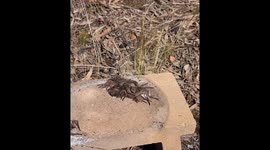 Man Comes Across a Pile of Huntsman Spiders
