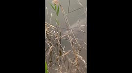 Estávamos próximo ao lago e deparamos com esse lindo peixe