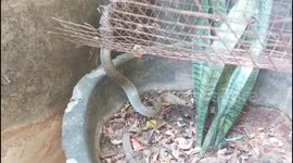 Rat snake trapped in iron mesh rescued and treated for its wounds in India