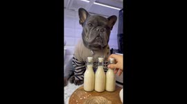 French bulldog helps his owner make tasty cashew oat milk