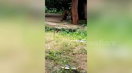 Injured leopard rescued by rangers in Thai forest