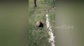 Panda amuses itself by repeatedly sliding down glassy slope