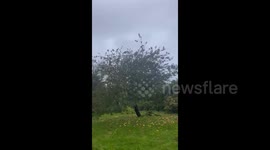 Storm Ciaran winds topple apple tree in Guernsey