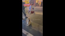 Golden Retriever puppy is delighted with his helium balloon
