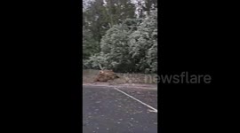Trees downed as Storm Ciaran leaves trail of destruction in France