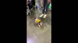 Pet parrot goes shopping by sitting on doggy friend's back