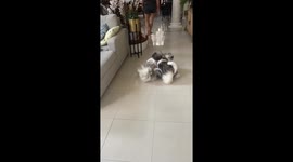 Two Shih Tzus look like Chinese lion dance while playing