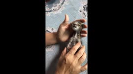 Injured stray kitten revived with CPR and adopted by kind woman