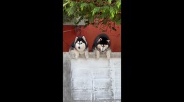 Two pet huskies peer over garden wall