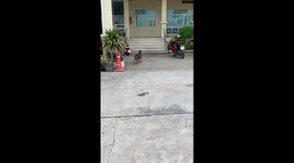 Delivery dog! Mother takes fried chicken meal to her puppies