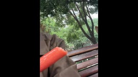 Tempting Treats: Crafty Owner Teases Dog with Sausage in China