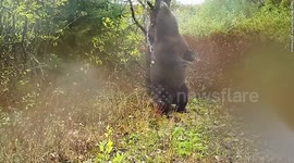 Wildlife camera captures bear enjoying a back scratching session