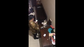 Persistent cat demands attention while owner's on the phone