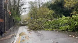 Multiple trees across the main road beneath entrance to Dover castle in aftermath of StormCiarán
