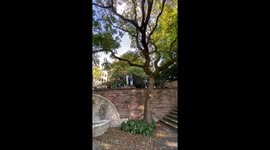 Stunt gone wrong: man falls badly attempting tree jump in Frankfurt, Germany