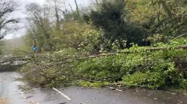 Storm Ciaran: Chaos in Kent as fallen trees add to adverse weather conditions