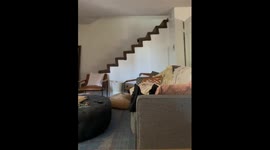 Rescue cat's reluctant vet visit: a carrier conundrum