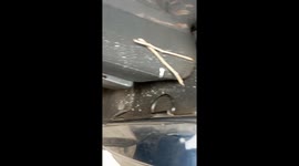 Unexpected owl encounter: feathered passenger in Donetsk car