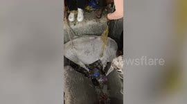 Cow rescued after it fell into unused septic tank in central India