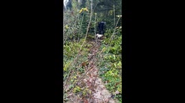 Fail While Walking the Dog