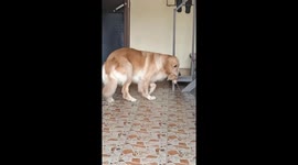 Dog Thinks Kitten Is Her Baby