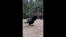 Raven Imitates Dog-like Sounds