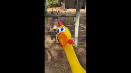 Giant Screaming Chicken Makes Donkey's Day