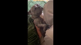 Bulldog Loves Raspberries On Her Tummy