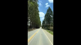 Passando por vários pé de eucalipto no estado da Bahia muito lindo