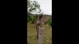 Filmei esse pássaro aqui do Brasil conhecido como mãe da lua