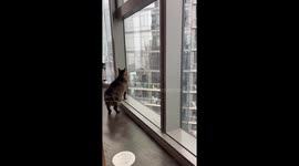 Cat Enjoys Chicago's First Snow