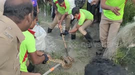 After a long struggle, the forest department rescued a 9-foot-long giant python that was trapped in a fishing net in southern india.