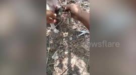 Kind girl rescues distressed puppy tanged in vines