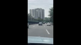 Border Collie pokes out from window of moving car