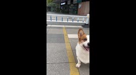 Flexible pet Corgi bends under fence to play fetch