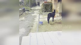 Horse throws rider into stable when they arrive home