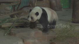 Playful panda spins in bowl at zoo in China