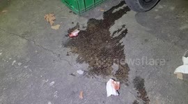 Local's leg injured in vicious python attack while he goes to the toilet
