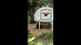 Panda climbs basketball hoop and tries to pass through ring in China