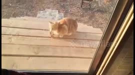 Oliver's Epic Rat Chase: A Comically Hilarious Game of Cat and Rat!