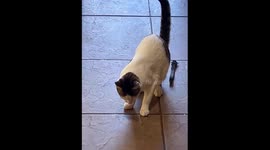 Cat bites lizard, dog tries to snatch, kid rescues: Quilpué, Chile video