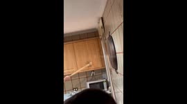 Rats In The Kitchen