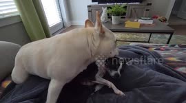 Sweet grooming: Gracie and Lily mix share adorable licks