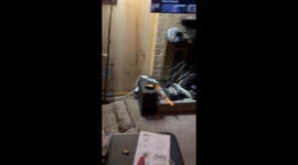 Humane Mouse Removal