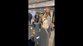 Stevenage Station Cat
