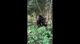 Oso Pardo. Tom